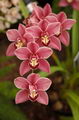 boat orchids
